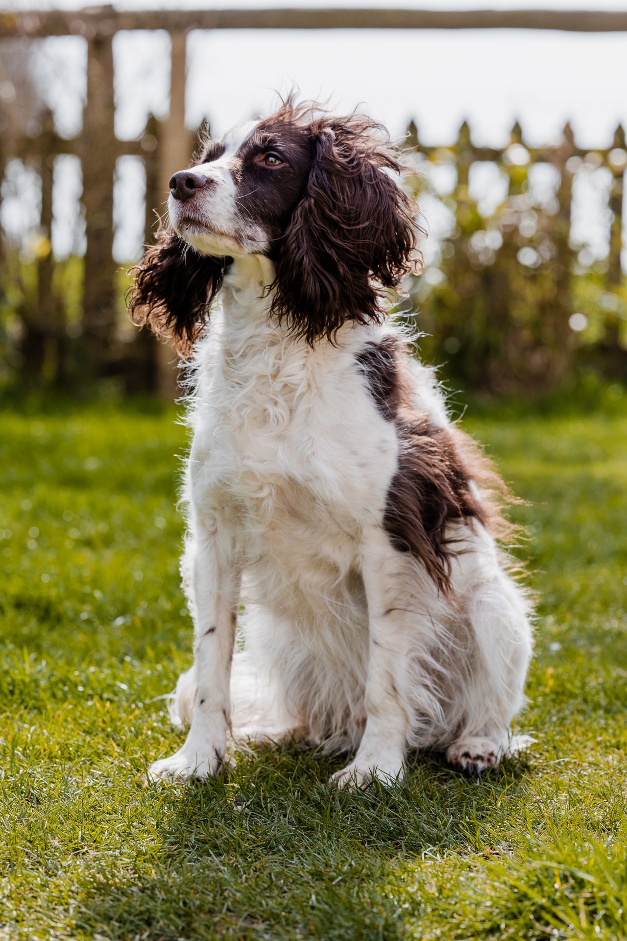 Dog and Pet Photographer Oxford Oxfordshire Banbury Witney Steeple Aston Abingdon Bicester Thame
