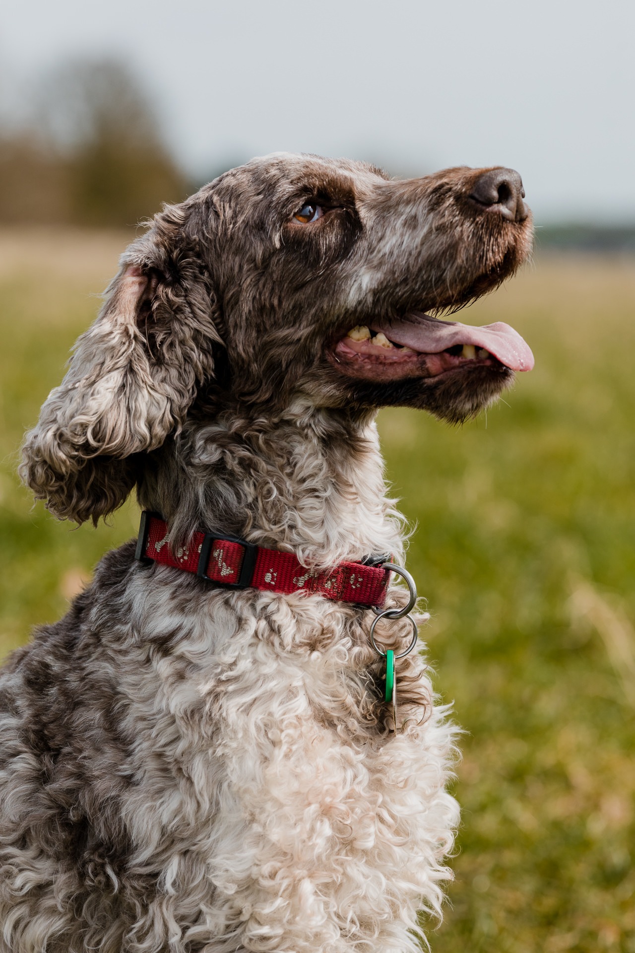 Dog and Pet Photographer Oxford Oxfordshire Banbury Witney Steeple Aston Abingdon Bicester Thame